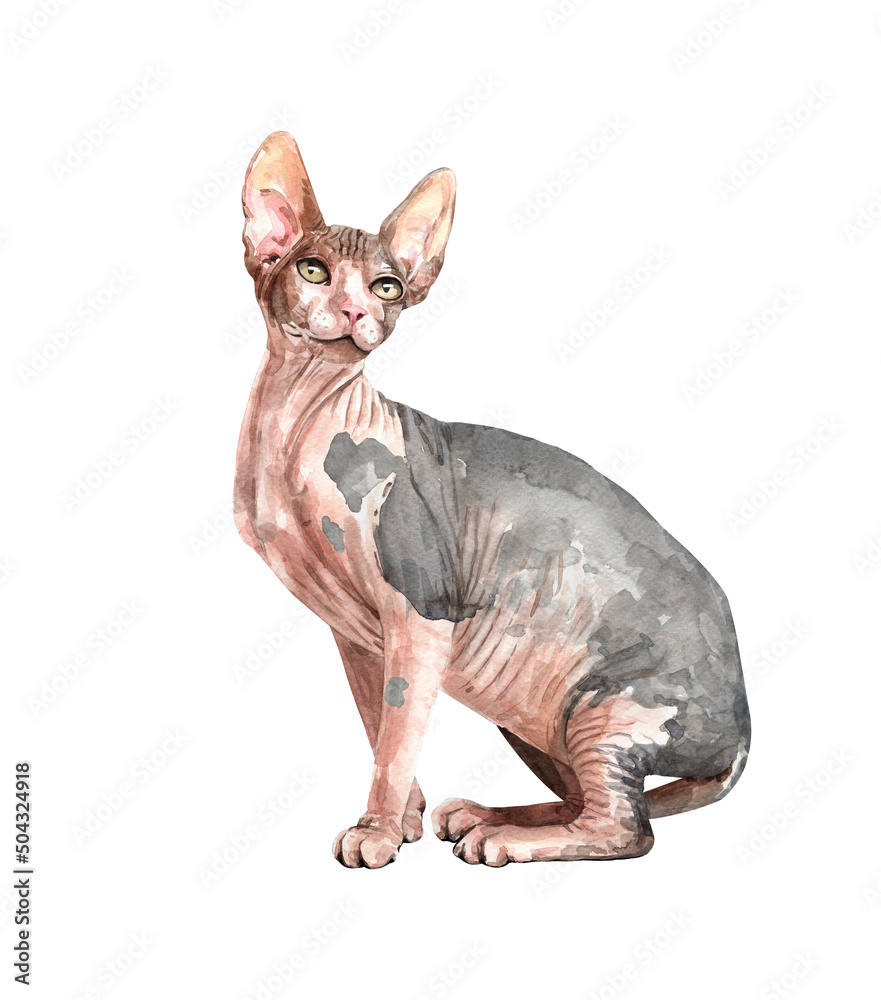 Sphynx cat animal watercolor. Cat watercolor. Water colour painting of Sphynx. Sphynx cat clipping path isolated on white background.