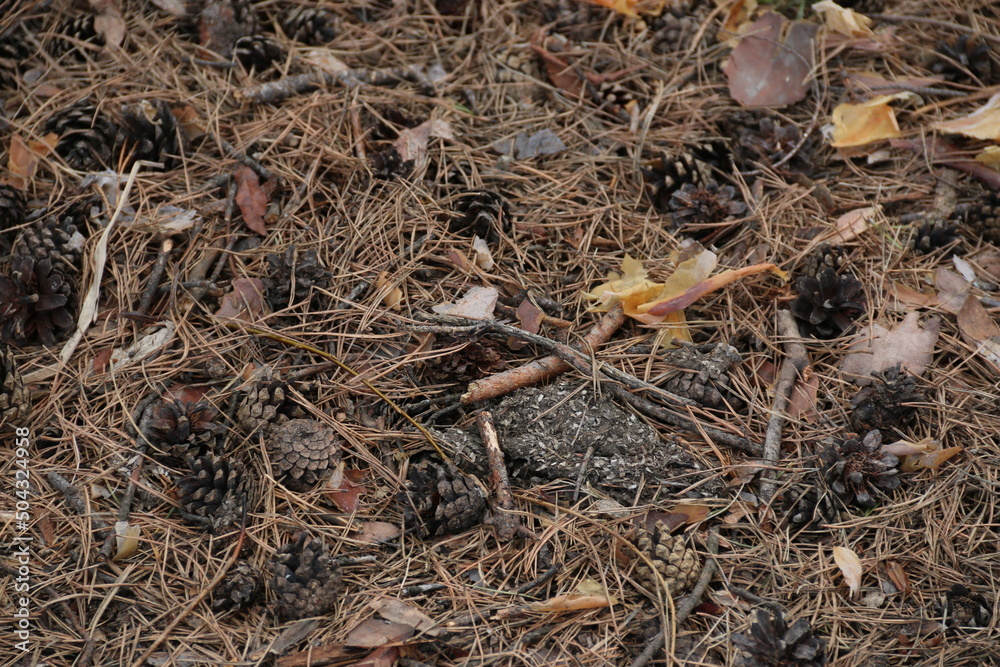 Forest cover in a pine forest. Background of cones, small branches and last year's needles. Forest cover in a pine forest. Background of cones, small branches and last year's needles.
