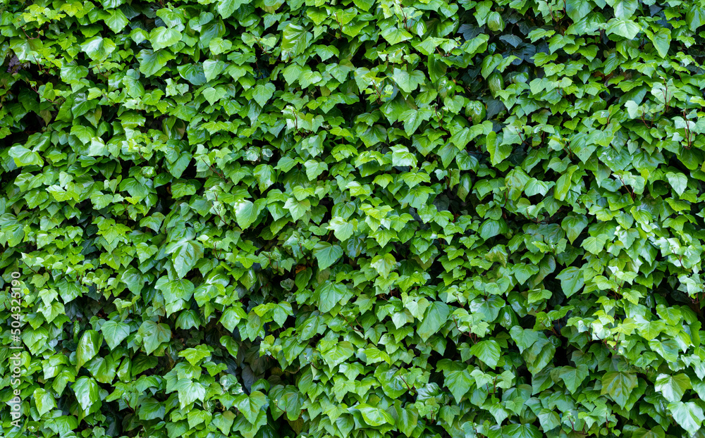 ivy leaves background, close up ivy leaves background, close up