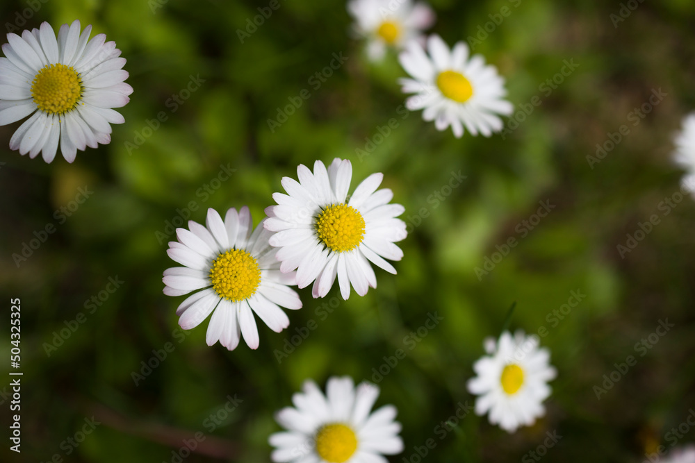 camomile or ox-eye daisy meadow top view . Close up