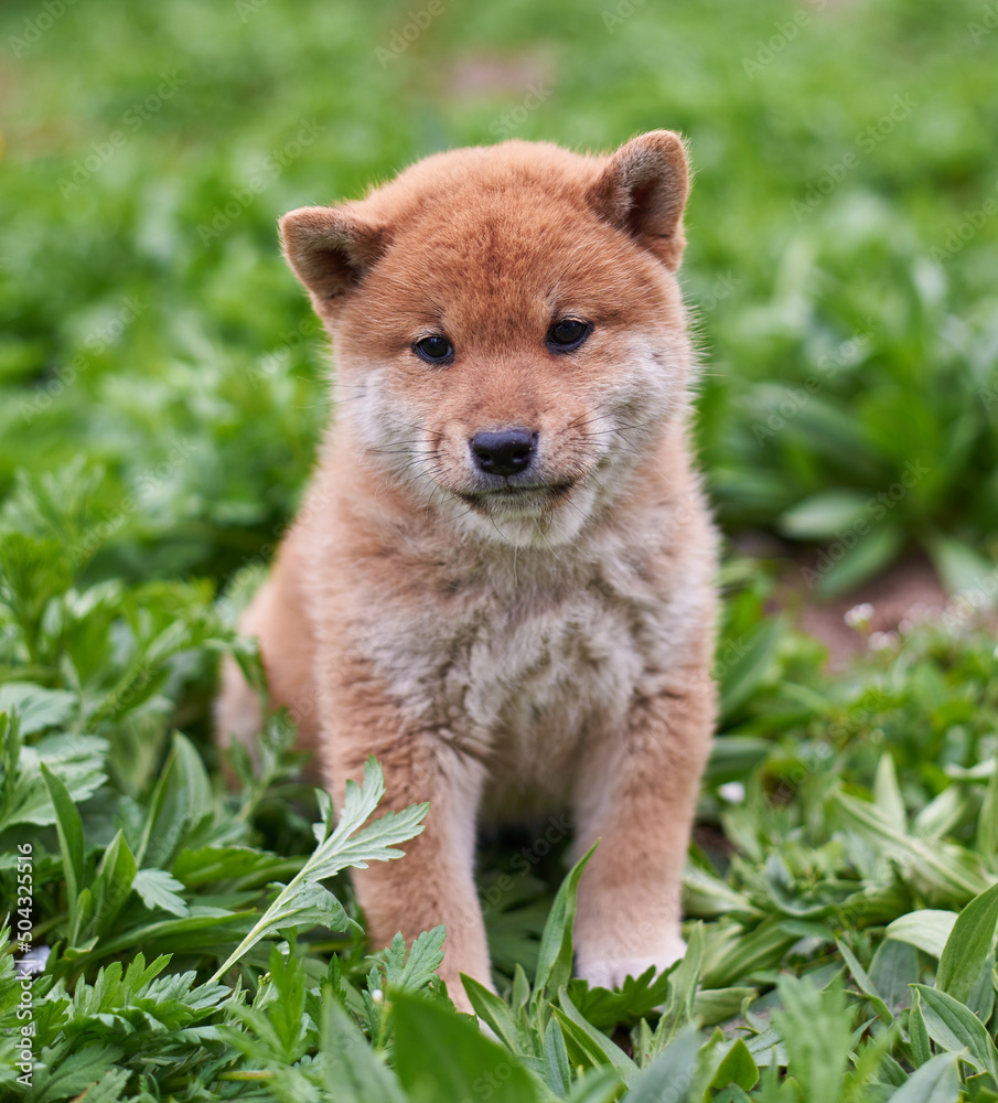 Puppy shiba inu red color sitting