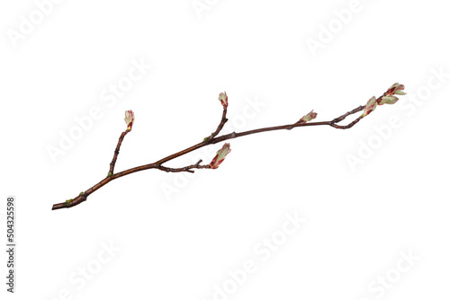tree branch with young buds isolated on white background