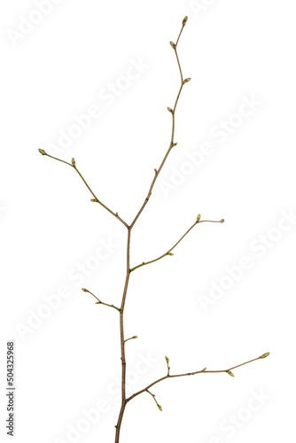 tree branch with young buds isolated on white background