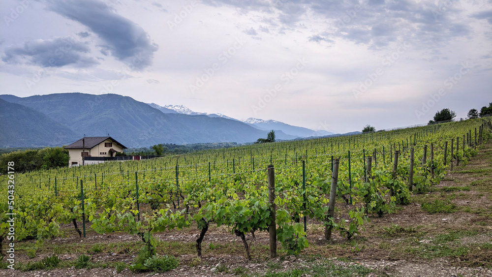 A French vineyard plantation with trellis at the foot of mountain in Savoie region, during its bearing fruit season with mountain and sky at background and green nature in village