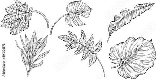 Leaves isolated on white. Tropical leaves. Hand drawn vector illustration