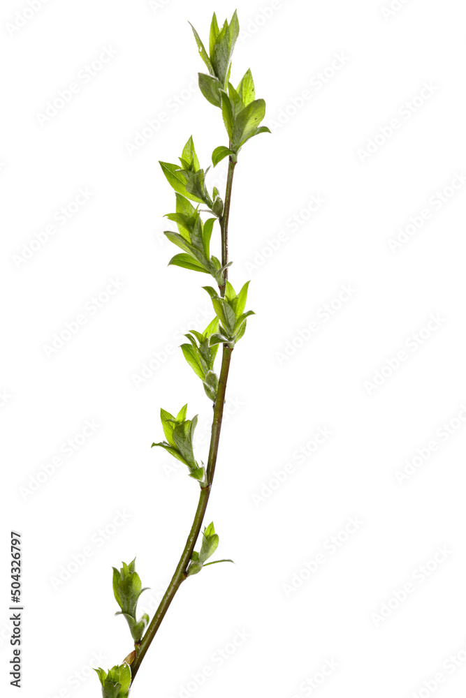 tree branch with young green leaves isolated on white background tree branch with young green leaves isolated on white background