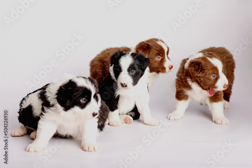 Fototapeta border collie puppies 