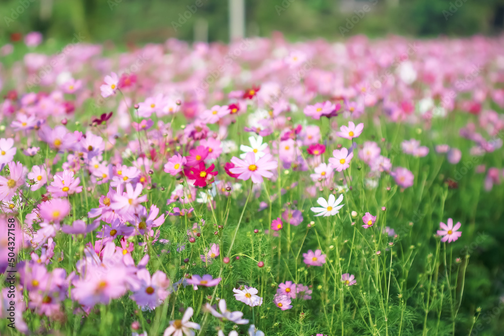 Blurred cosmos bipinnatus flowers field blooming in the morning garden natural background
