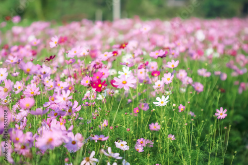 Blurred cosmos bipinnatus flowers field blooming in the morning garden natural background