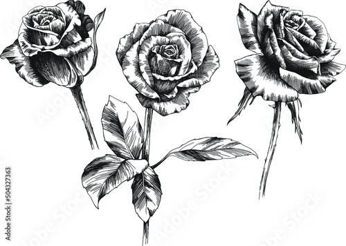 Rose flower outline vector. Hand drawn.