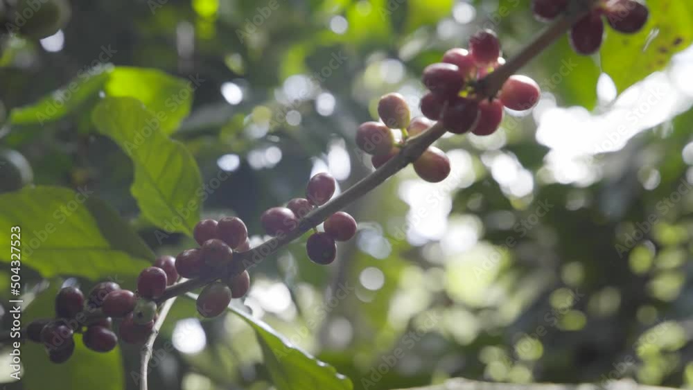 Coffee branch with berries suspended in a beauty view Coffee branch with berries suspended in a beauty view