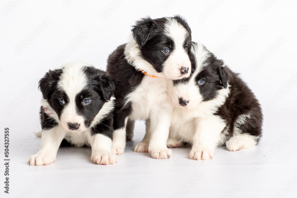 border collie puppies 