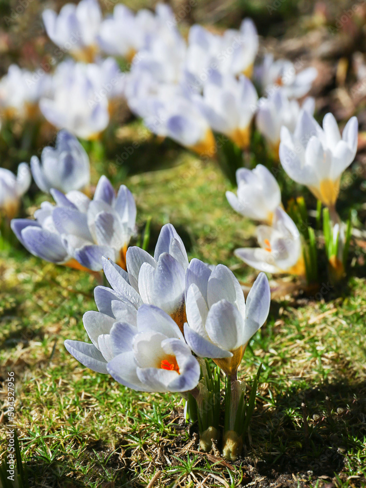 Crocus is one of the first plants to bloom in the spring in the garden