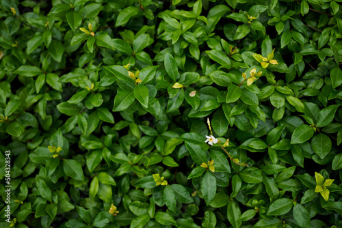 Wallpaper Mural 街路樹の花 Torontodigital.ca