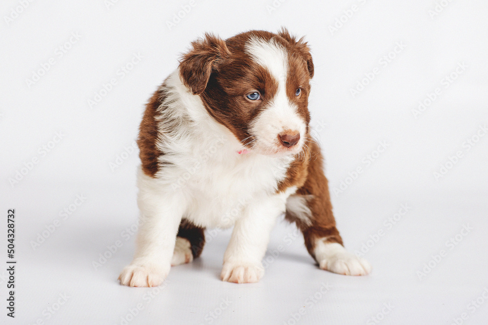 border collie puppies 