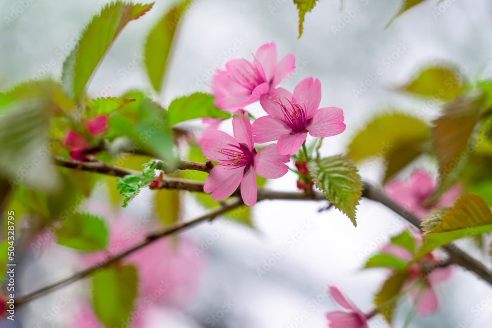 Obraz premium Blooming sakura at spring park. Close up view of pink cherry blossoms on sakura tree branch