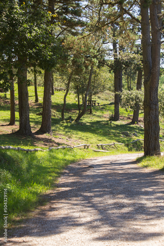 path to nature. route through the trees. relax in the forest. copy space. path to nature. route through the trees. relax in the forest. copy space.