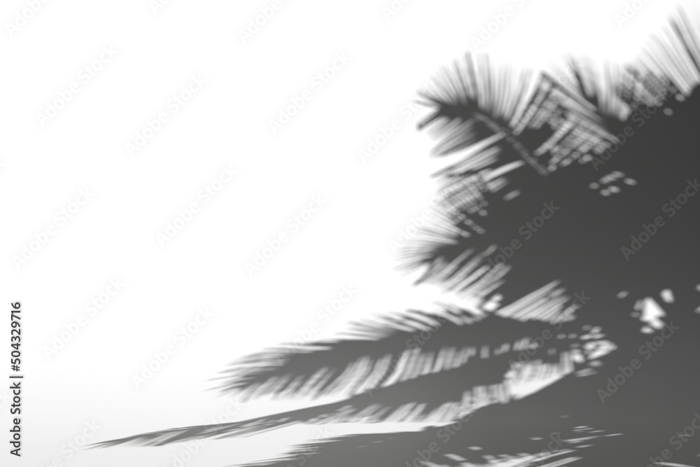 Obraz premium coconut tree shadow on white background,3d rendering.