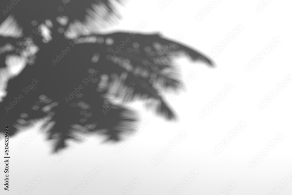coconut tree shadow on white background,3d rendering.