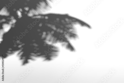 coconut tree shadow on white background 3d rendering.