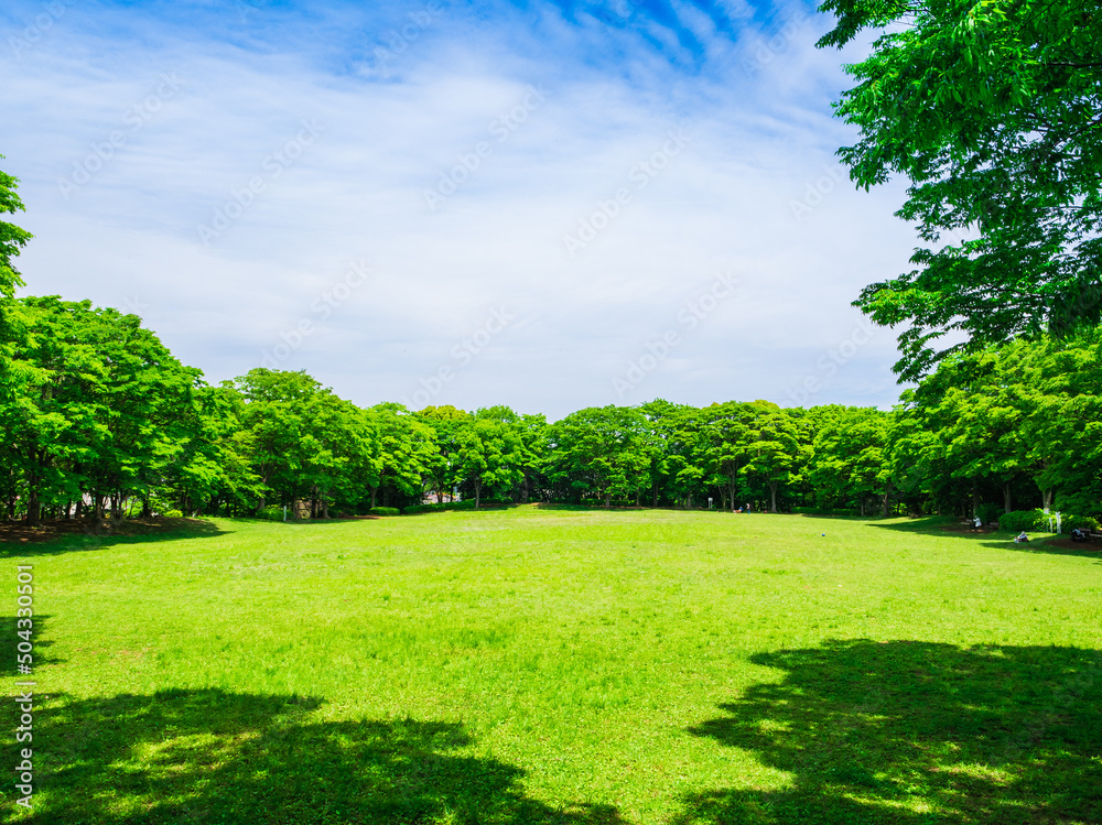 青空と新緑の公園