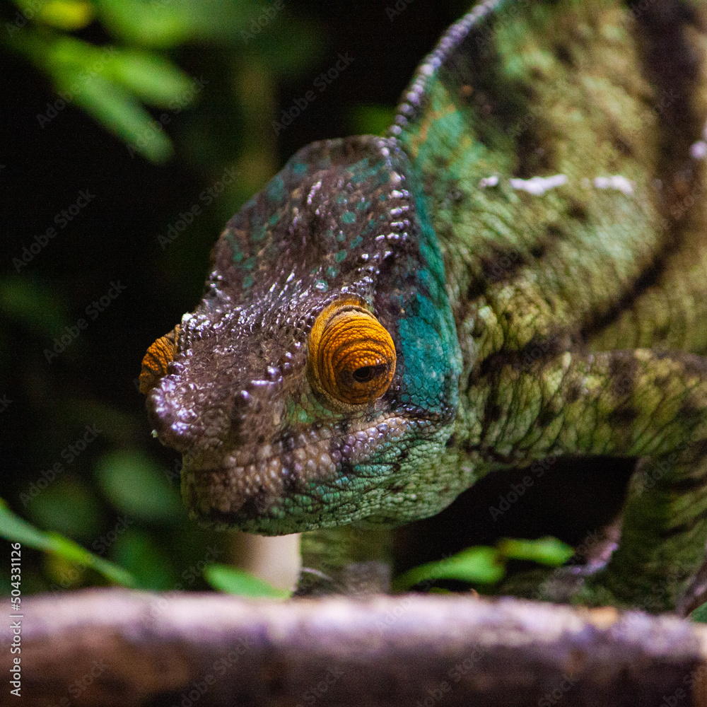 Fototapeta premium chameleon on a branch