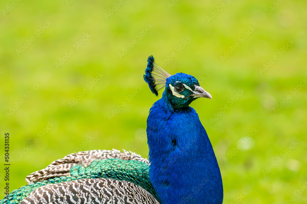 Obraz premium Portrait eines männlichen Pfau