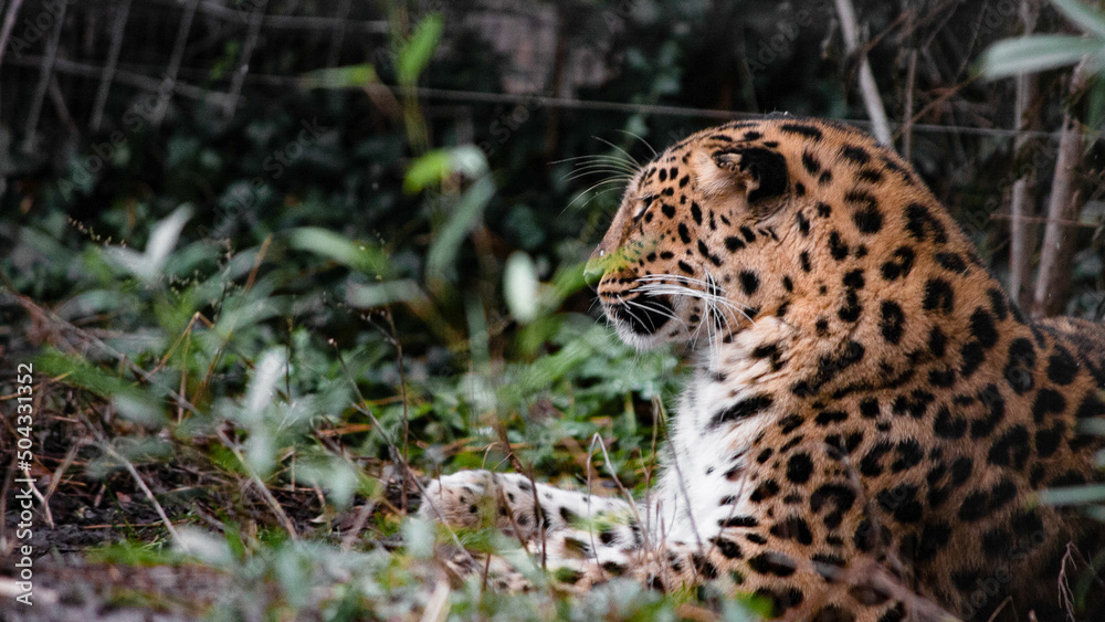 Fototapeta premium jaguar in the zoo