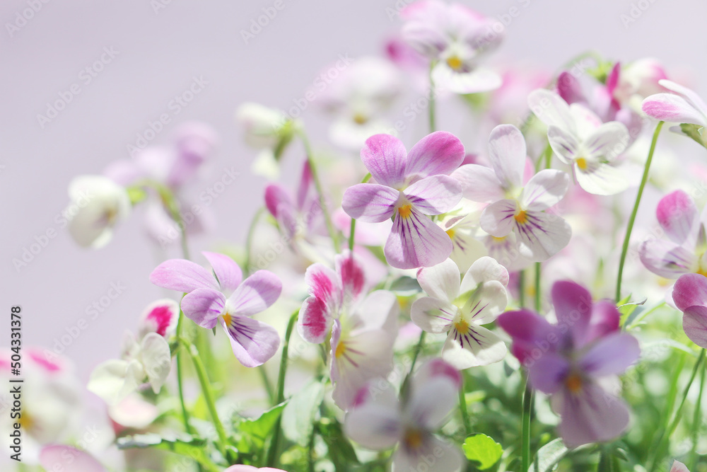 purple viola flowers on purple background