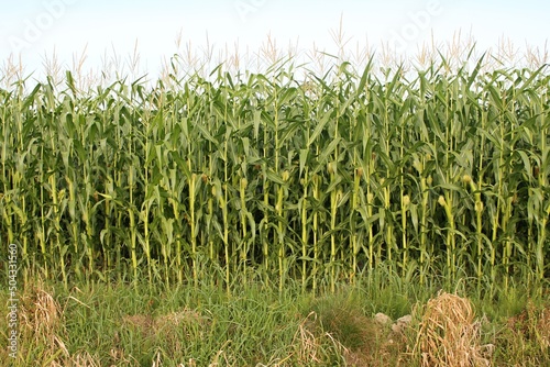 Wide view of a mature corn field with grass in foreground and blue sky overhead on a sunny summer day