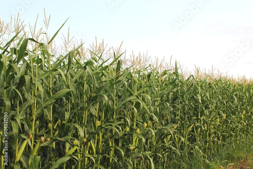 Corn field under a light blue summer sky with densely packed corn stalks diminishing into the distance