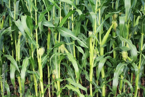 Closeup of tightly packed corn plants with ripening ears of corn and overlapping leaves