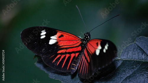 admiral butterfly