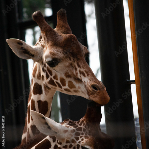 portrait of a giraffe