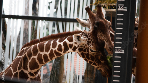 giraffe in zoo