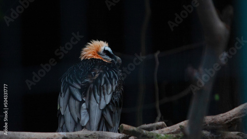 vulture