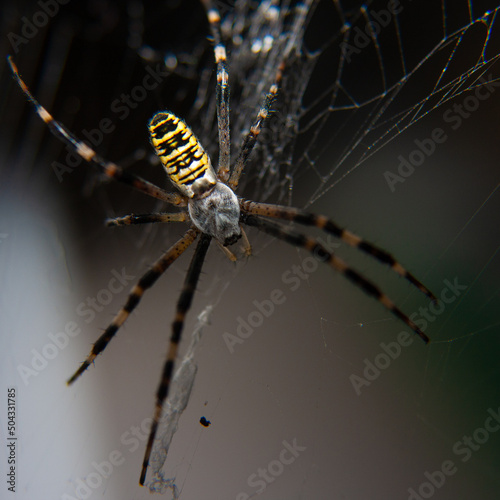 waspspider