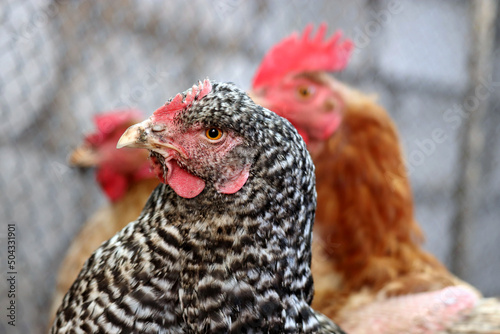 Chickens on a farm, poultry concept. Speckled hen in the foreground