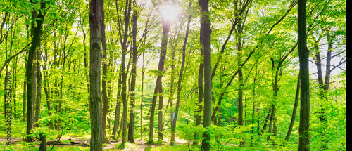 Fototapeta Naklejka Na Ścianę i Meble -  Green forest panorama with green sunny trees