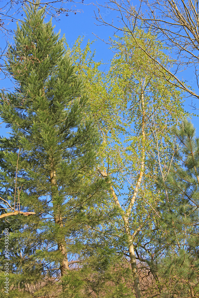 Obraz premium Mammutbaum und Birkenpappel