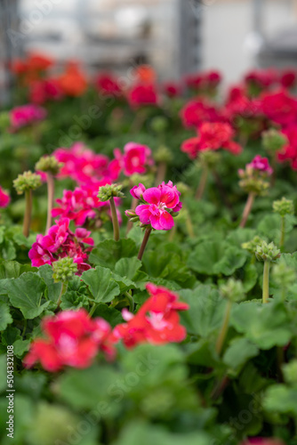 Growing geranium seedlings in professional greenhouse, beautiful red pelargonium flower ceiling of hothouse with rows of plant nursery for sale. Closeup. Selective focus. 