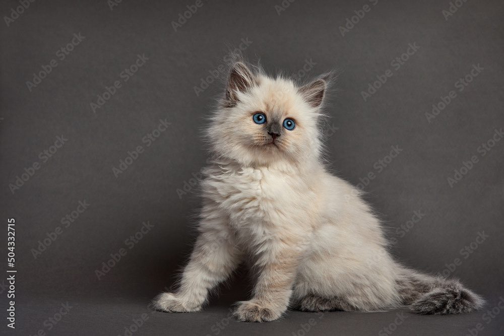 Cute fluffy kitten against light background. Space for text