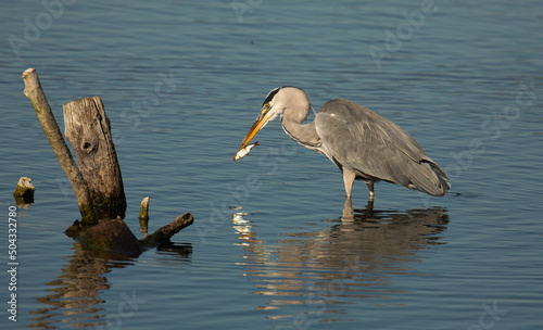 Heron and little fish