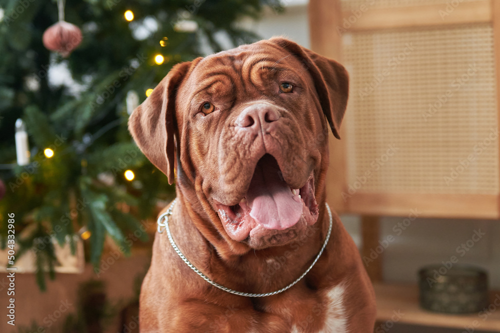 Dogue de Bordeaux dog near the Christmas tree close-up Stock Photo | Adobe  Stock