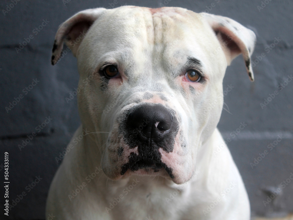 Obraz premium American Staffordshire