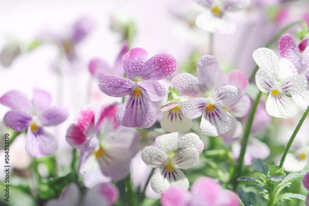 purple viola flowers on purple background purple viola flowers on purple background