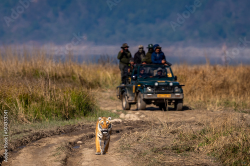 indian wild female tiger walking head on and people or tourist in safari vehicle following her forest road at landscape of dhikala jim corbett national park uttarakhand india - panthera tigris tigris photo