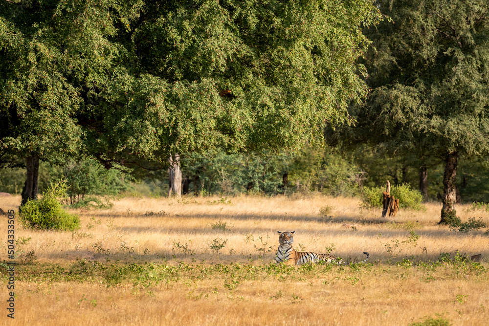 wild bengal tiger in natural scenic landscape background with nature and trees canopy in post monsoon green season at ranthambore national park tiger reserve rajasthan india - panthera tigris tigris wild bengal tiger in natural scenic landscape background with nature and trees canopy in post monsoon green season at ranthambore national park tiger reserve rajasthan india - panthera tigris tigris