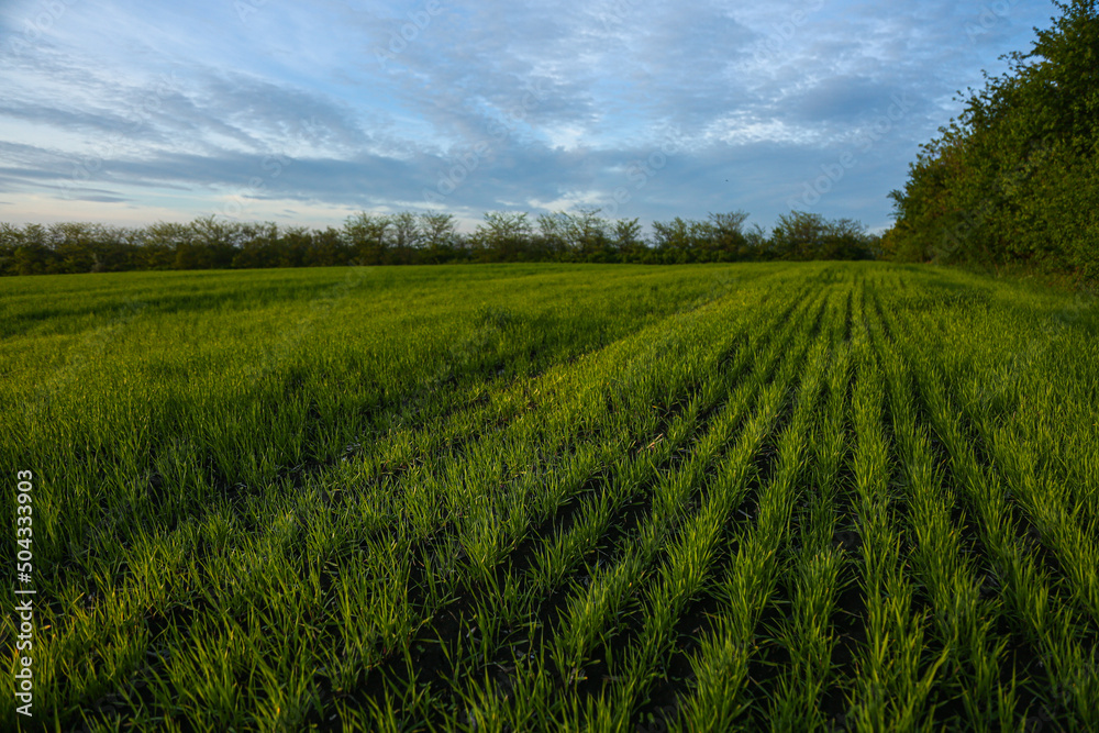 Beautiful green wheat farm. Food issue concept. Beautiful green wheat farm. Food issue concept.
