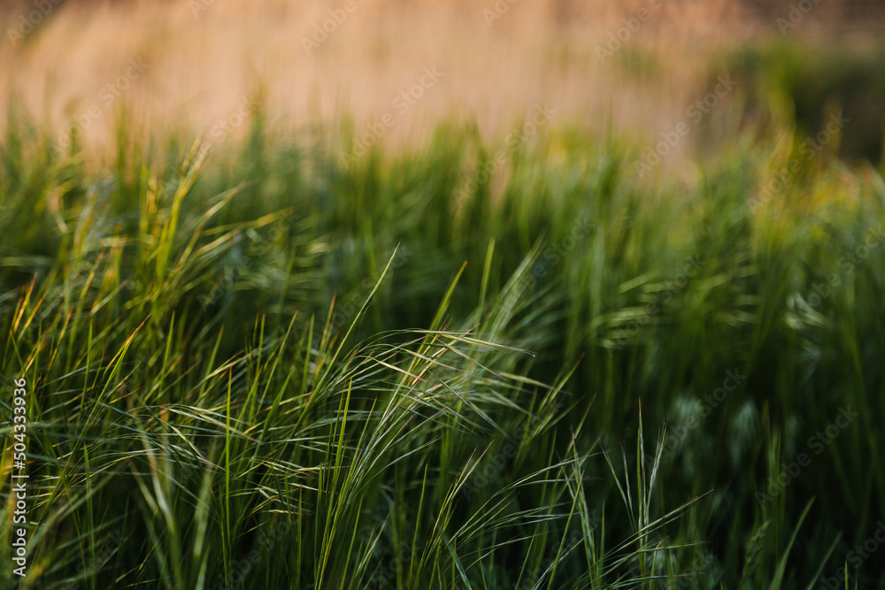 Green grass blur with light effects. Ecology or environment concept background or desktop wallpaper. Green grass blur with light effects. Ecology or environment concept background or desktop wallpaper.